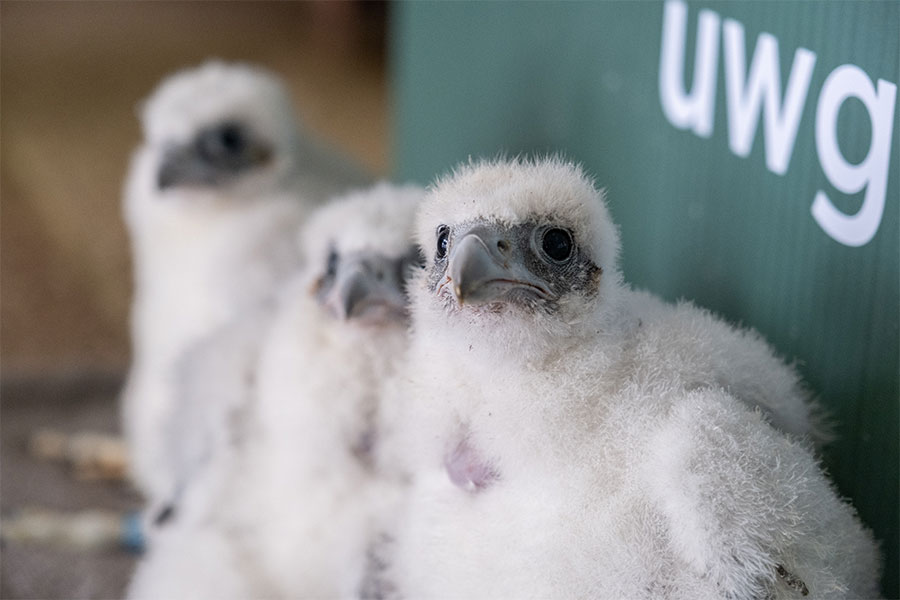 Peregrine falcon chicks at banding event