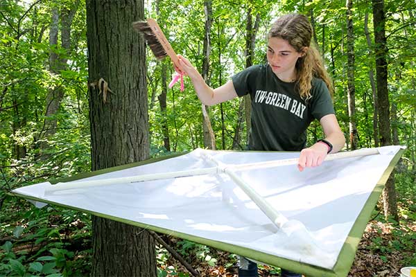 UWGB student Whitney Tank collects spiders from trees in the Cofrin Aboretum for research.