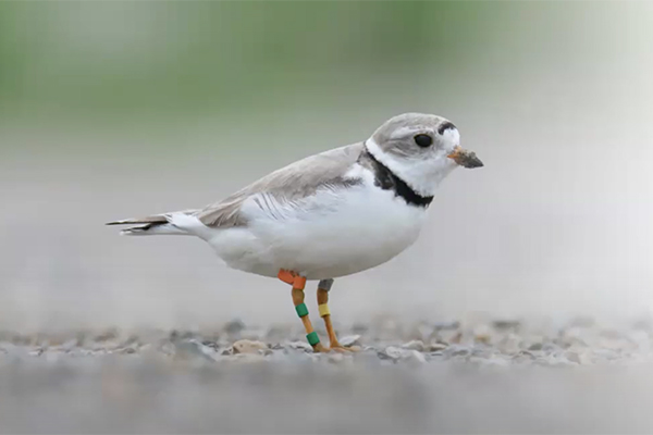 Tagged bird on sand