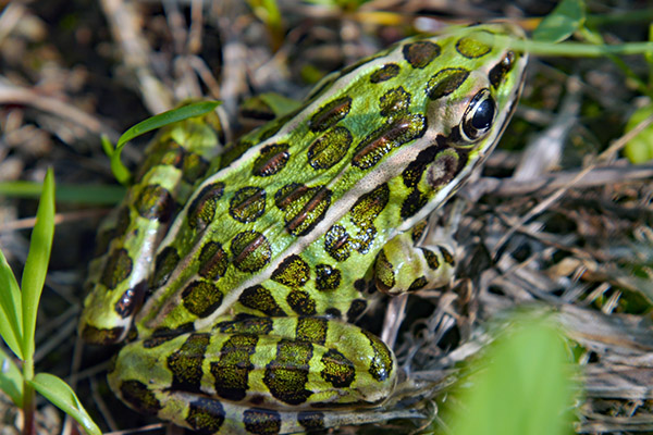 Leopard Frog