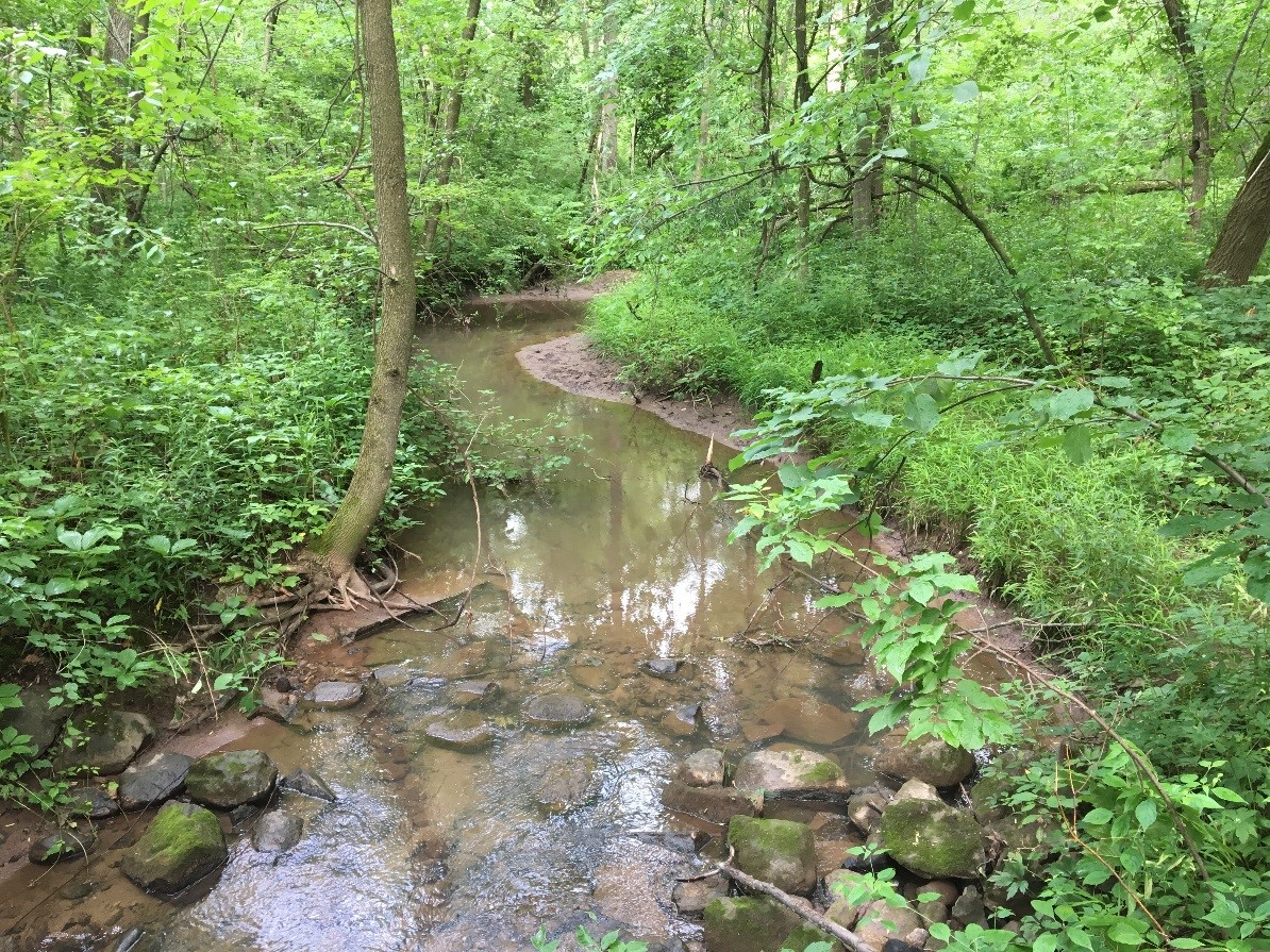 Mahon Creek in Arboretum