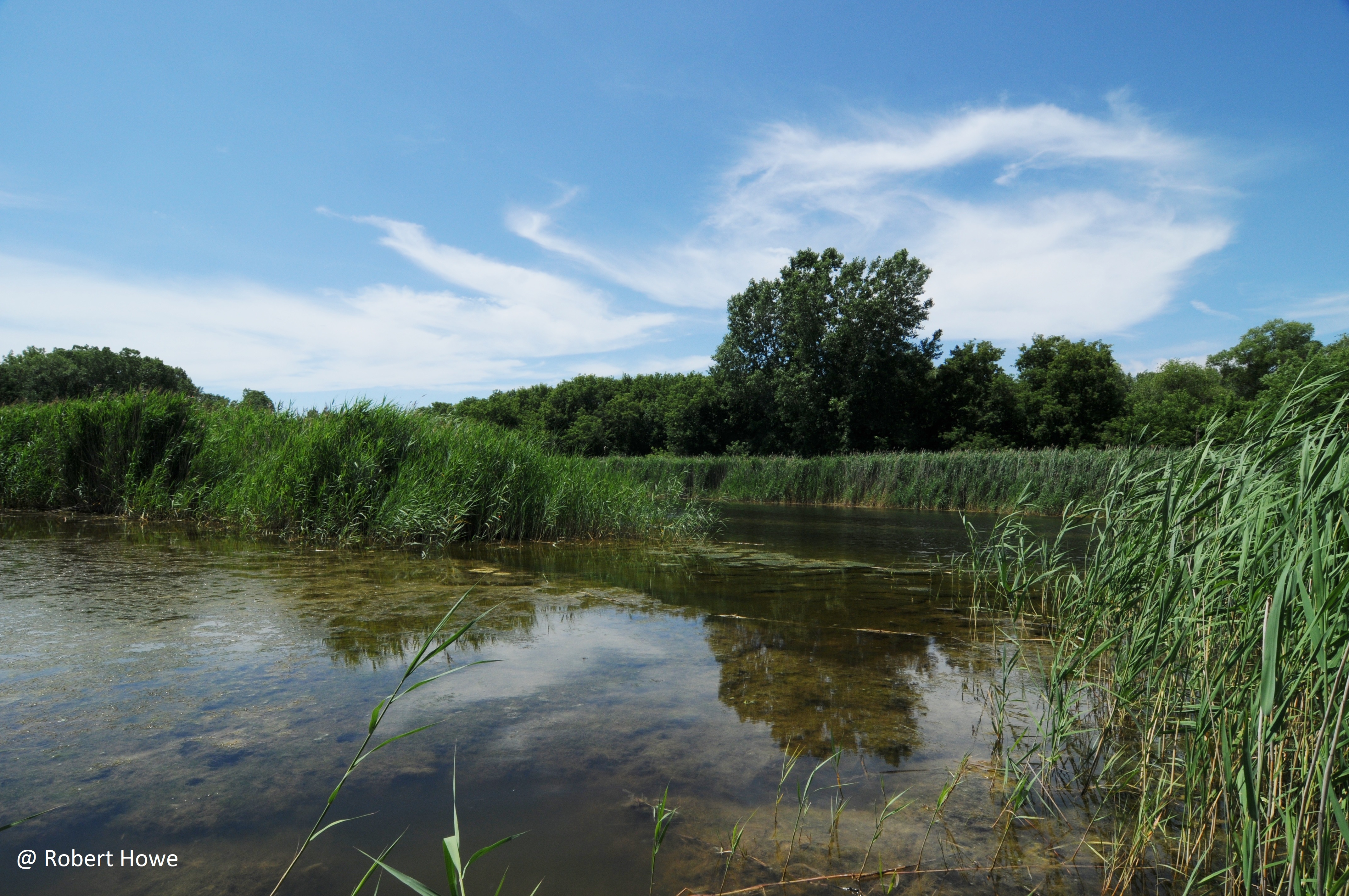 Pond and grasses with trees in the distance