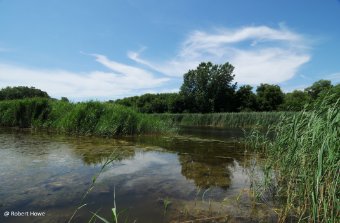 Outdoor wetland area