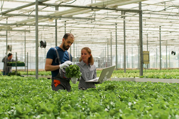 Agricultural Scientist working in greenhouse
