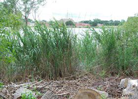Emergent Marsh roadside