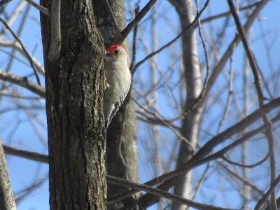 Bird in a tree