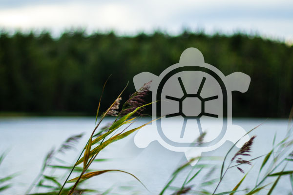 tall grass blowing in the wind by lake with turtle illustration