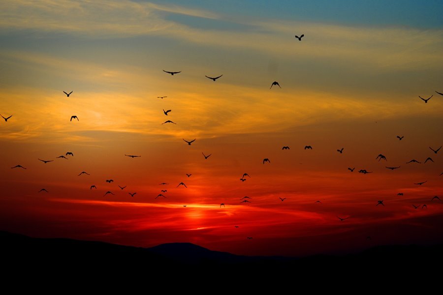 Birds flying into a sunset
