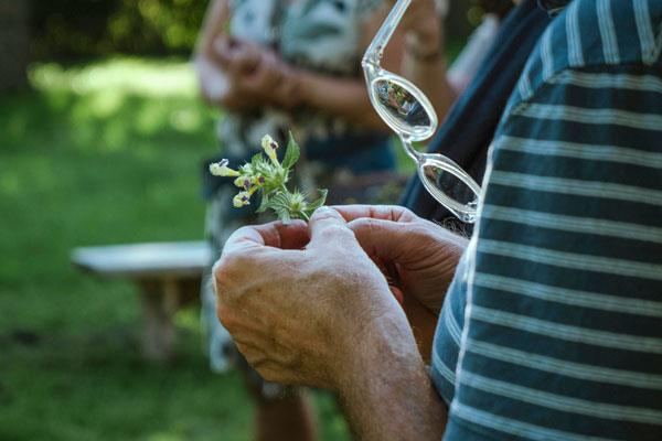 Hands holding herbal medicine plant