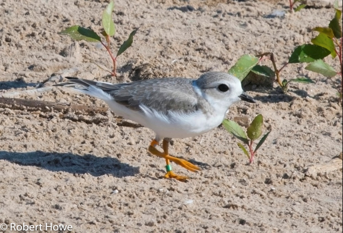 Piping Plover