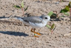Endangered Piping Plover bird