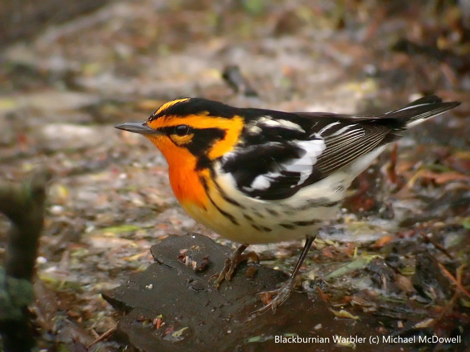 Warbler bird