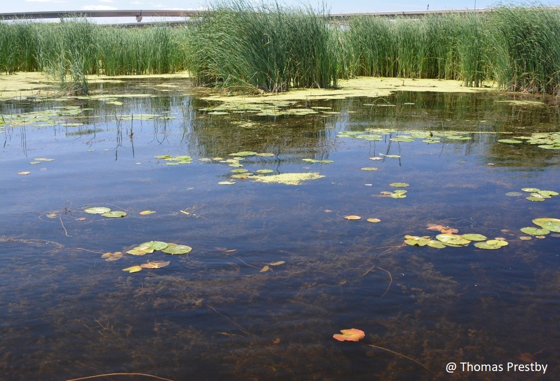 wetlands