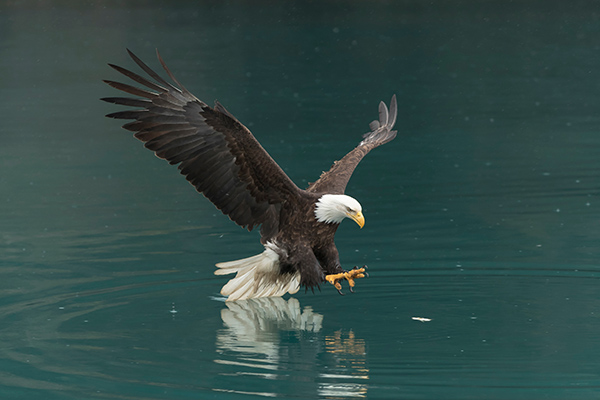 Bald Eagle swooping over water