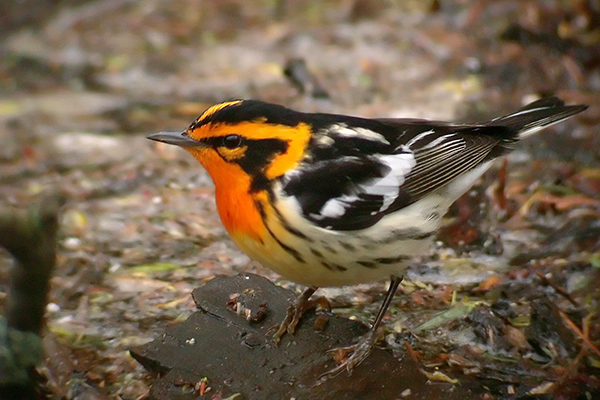 Warbler bird