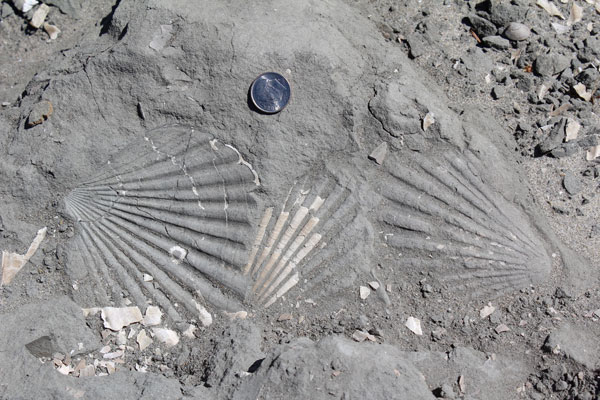 Fossils embedded in rock