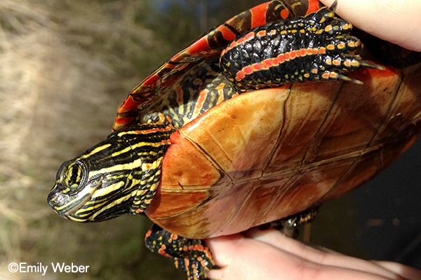 Painted Turtle