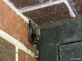 Hanging Bat