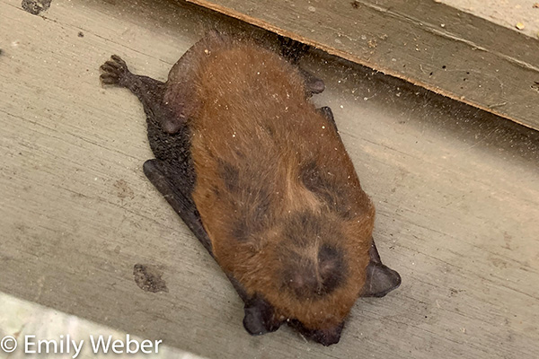 Brown Bat