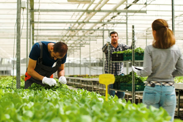 Team works in green house