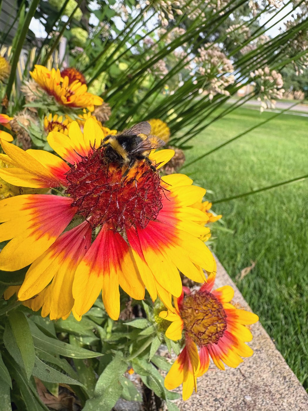 Photo of a bee on a yellow and orange flower.