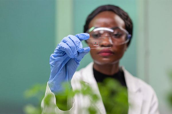 Scientist examines microscope slide