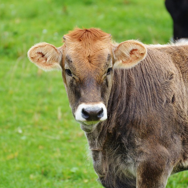 A brown cow