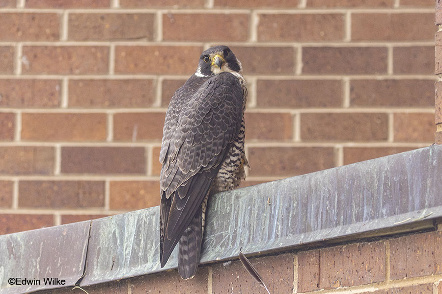 Peregrine Falcon on a building ledge
