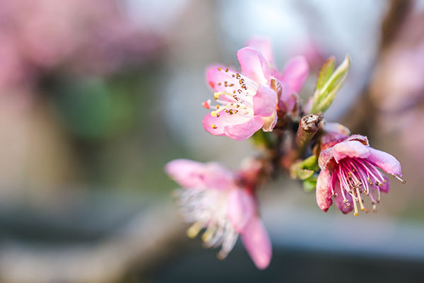 bright pink cherry blossoms with blurred background