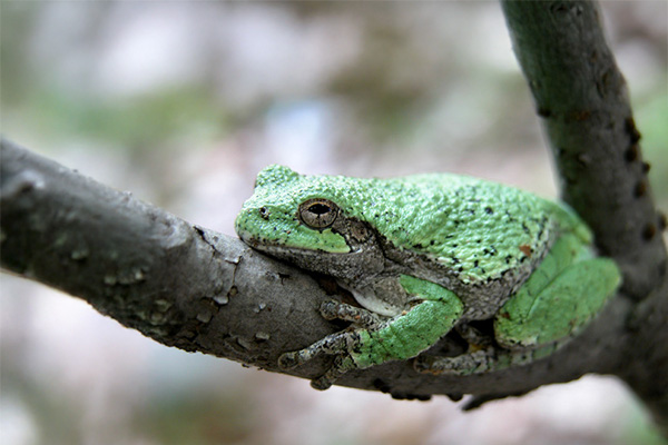 Gray Treefrog