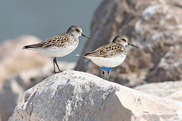 Pair of Sandpipers on a rock