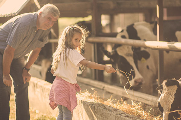 grandfather feeding cows with granddaughter