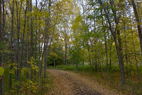 Forest trees and path