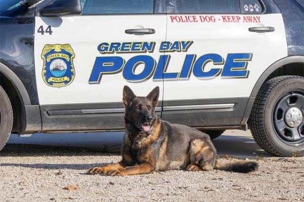 Police dog in front of police car