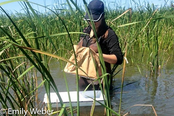 Researcher in stream