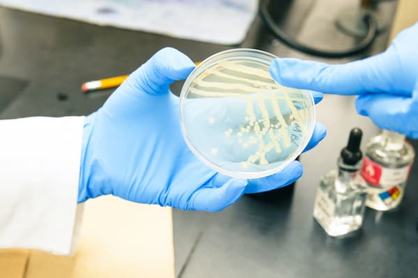 Student examines petri dish