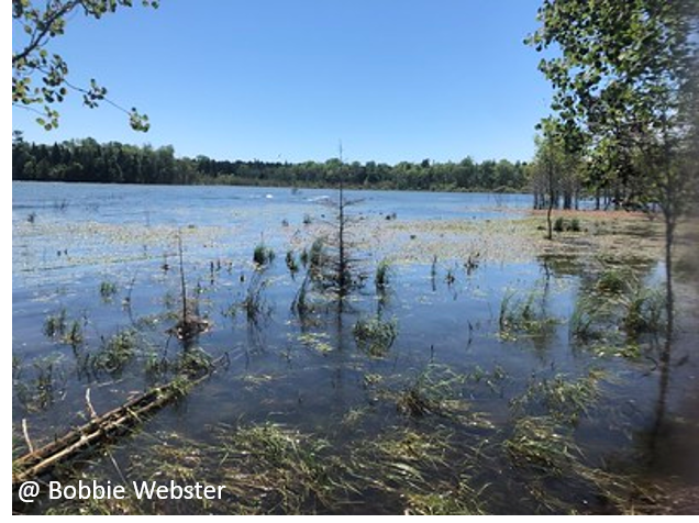 A point with trees surrounding at Toft Point State Natural Area. Photo by Bobbie Webster.