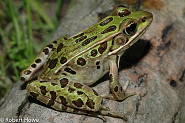 Northern Leopard Frog by Bob Howe, green spotted frog on a log