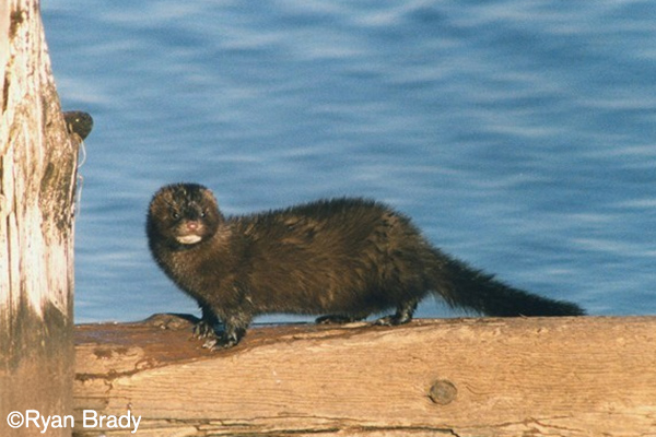 American Mink