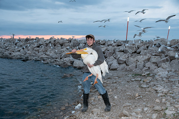 Pelican Banding release