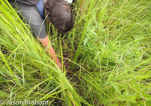 Researcher gathering data in meadow