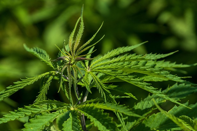 Cannabis Induced Psychosis