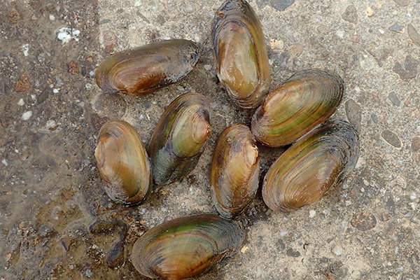 River Mussels