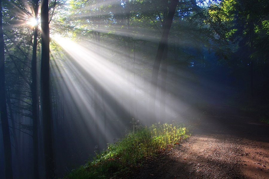 Sun shining on a forest road