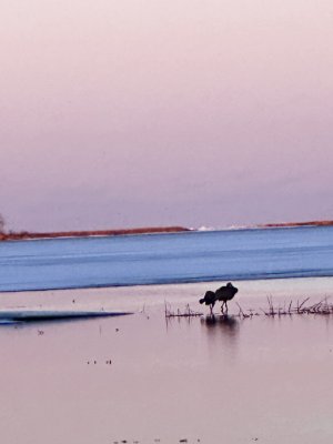 Birds and sunset