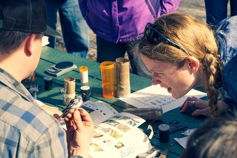 Biologists place tracking bands on birds