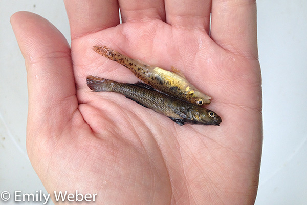 Two minnows in the palm of a hand