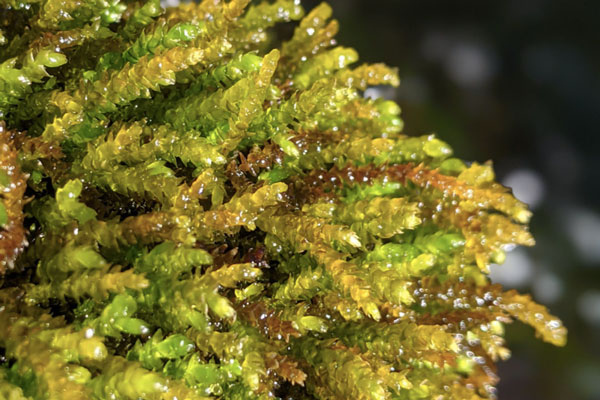 Close up of plant