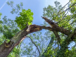 Storm Damaged Trees from a Natural Disaster Photo