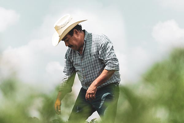 Latino man looking at crops